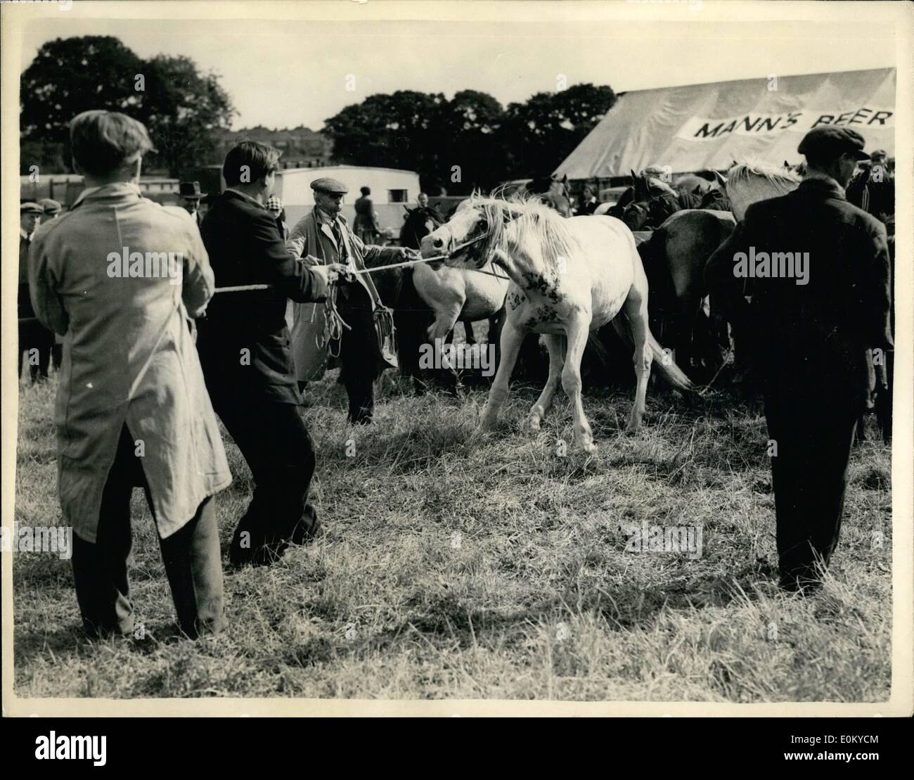 Sett. 09, 1952 - 4.9.52 fastidioso pony a Barnet Horse Fair. Il famoso Barnet Horse Fair si è aperta oggi e questo Pony Welsh ha dato un posto di difficoltà quando viene portato fuori in vendita. Foto Stock