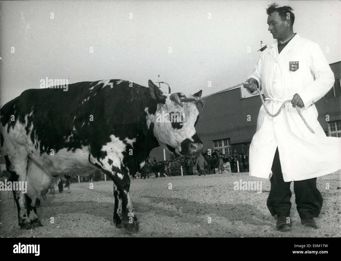 14 gennaio 1953 - ha prodotto 25.195 litri di latte in 42 mesi. Foto Stock