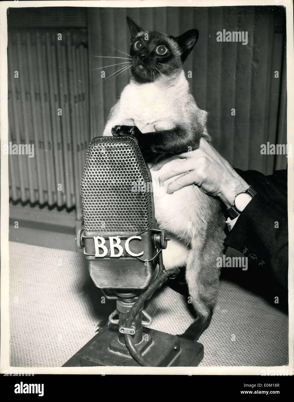 Gen 21, 1953 - siamese gatto record per B.B.C. Programma: Tai-Lu e gatto siamese gatto era quello di essere visto a Acclian Hall, Bond Street, questo pomeriggio, la registrazione per la sua parte nel programma B.B.C. ''Ciao c'' che viene trasmesso nel febbraio 1st. La foto mostra Tai-Lu è aiutato fino al microfono - per la registrazione di questo pomeriggio. Foto Stock