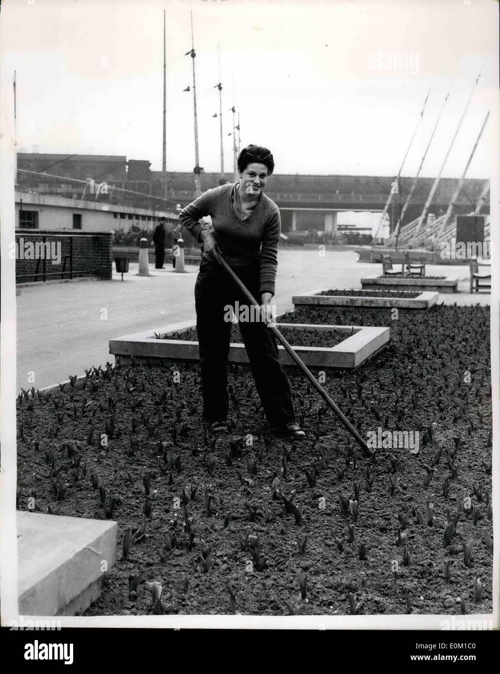 Mar 03, 1953 - Preparazione per la tulip time al south bank: Tip-rinvio attraverso il tulip letti su South Bank sono un gruppo di ragazze in Foto Stock