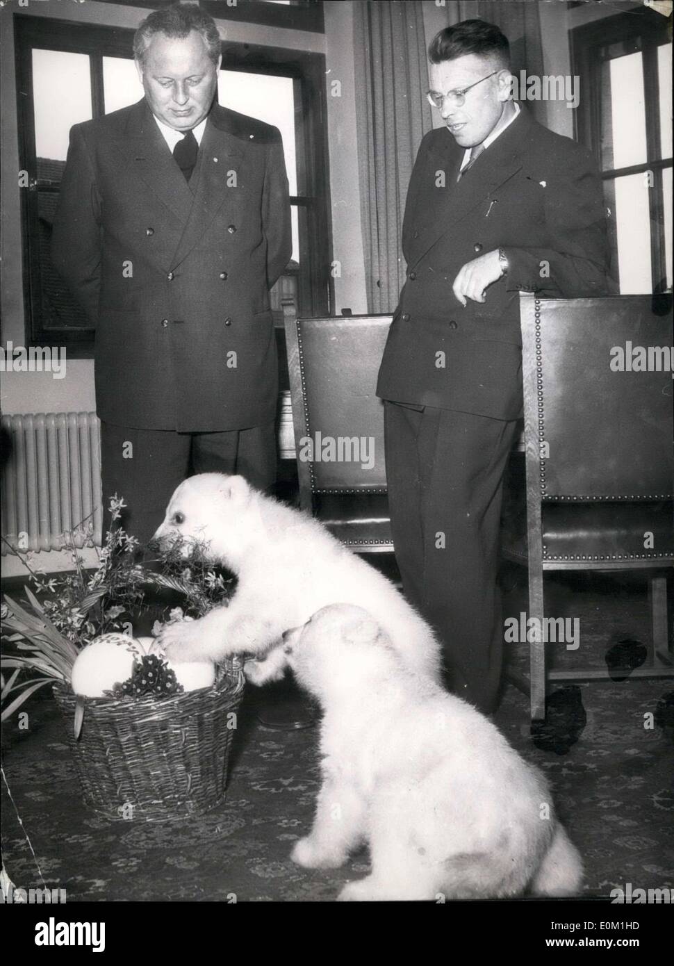 Apr. 02, 1953 - qui illustrato è il dottor Seitz(a destra), Zoo di Norimberga direttore, e il sindaco di Norimberga Otto Baernreuther(a sinistra) nel municipio di Monaco di Baviera. Nella foto qui sotto sono due di quattro mesi per gli orsi polari. Il direttore dello zoo ha voluto ringraziare il sindaco per il suo sostegno nel corso degli anni. Foto Stock