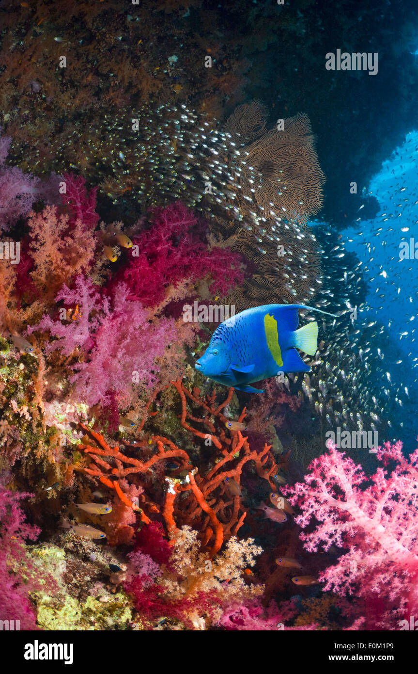 Yellowbar angelfish, coralli molli, spazzatrici pigmeo, Egitto (Pomacanthus maculosus) (Dendronephthya sp) (Parapriacanthus guentheri) Foto Stock