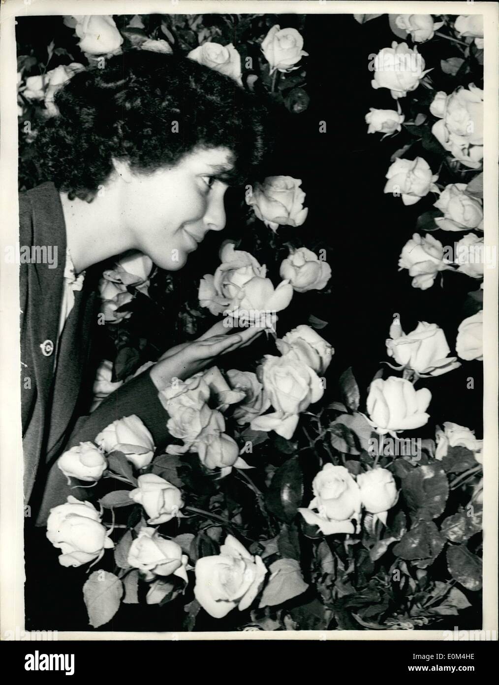 Lug. 03, 1953 - 3-7-53 Incoronazione Rose Show di Londra. Ammirando Royalist la nuova rose dall'Irlanda. Più di 20.000 blumi sono visibili sul display a livello nazionale Rose della società incoronazione mostra che si terrà presso il Royal Horticultural Hall di Westminster. Keystone Foto Mostra: Miss Sylvia Gilbert di Peterborough ammira Royalist rose prodotta da Samuel McGredy di Portadown, Irlanda del Nord come un omaggio a H.M. La regina. Si tratta di un bel rosa rosa. Foto Stock