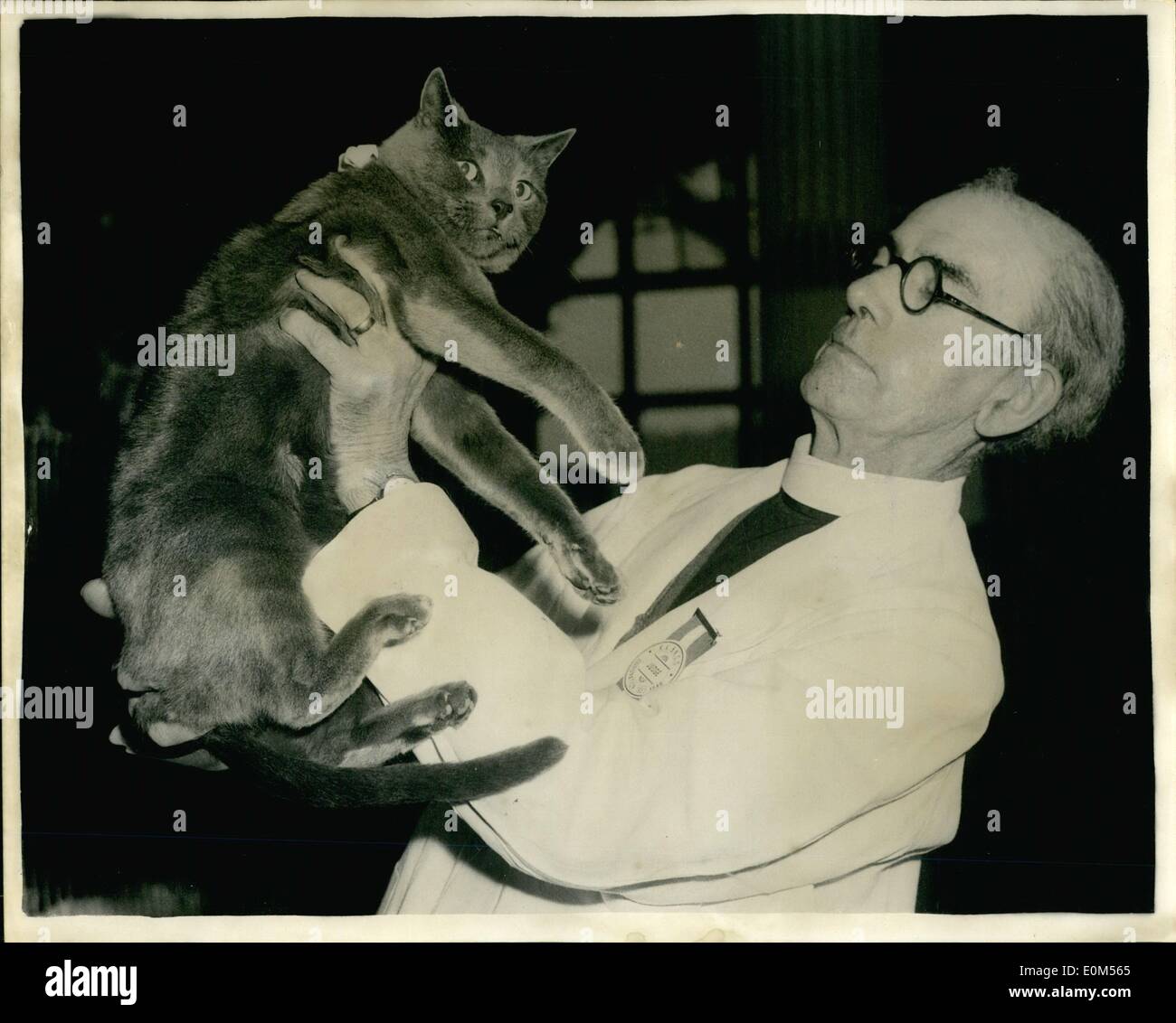 Lug. 07, 1953 - Incoronazione anno mostra di Kensington Cat Club. Il Rev. I giudici di una voce. La foto mostra il Rev. S. Rees di Thundersley Essex - giudici un russo gatto blu - durante l incoronazione anno mostra del cucciolo di Kensington e neutro Cat Club - presso il Royal Horticultural Hall di Westminster - questa mattina. Foto Stock