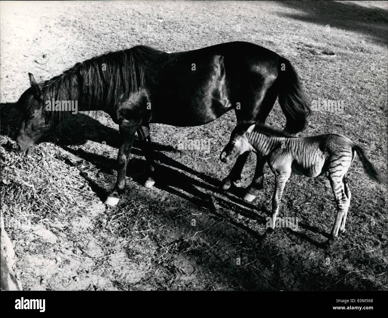 Lug. 07, 1953 - Un Zebroid nasce nel Zoo di Norimberga: un mongrel un zebroid, nacque in Zoo di Norimberga. "Lui" è piuttosto un Foto Stock