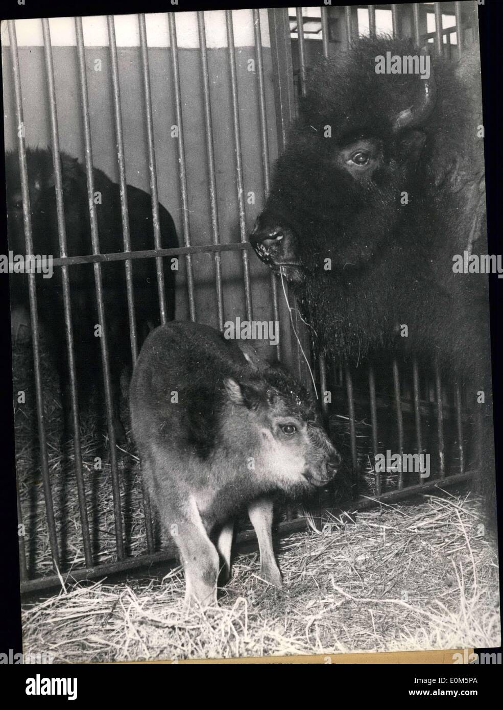 24 agosto 1953 - Buffolo Bambino nato a Parigi Zoo: questo bambino Buffolo è di quattro giorni. Il vecchio. La madre e il Bambino età mantenendo bene. Foto Stock