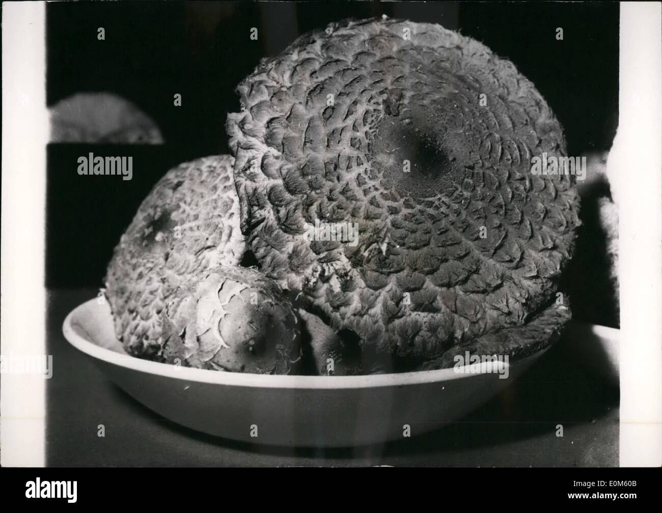 Ottobre 10, 1953 - Mostra del Fungo sat il museo di storia naturale; una mostra dei funghi ha aperto oggi presso il museo di storia naturale di Parigi, dove centinaia di esemplari diversi può essere visto. Lepiote Rahcodes, colore rosso, questo fungo è mangiabile. Foto Stock