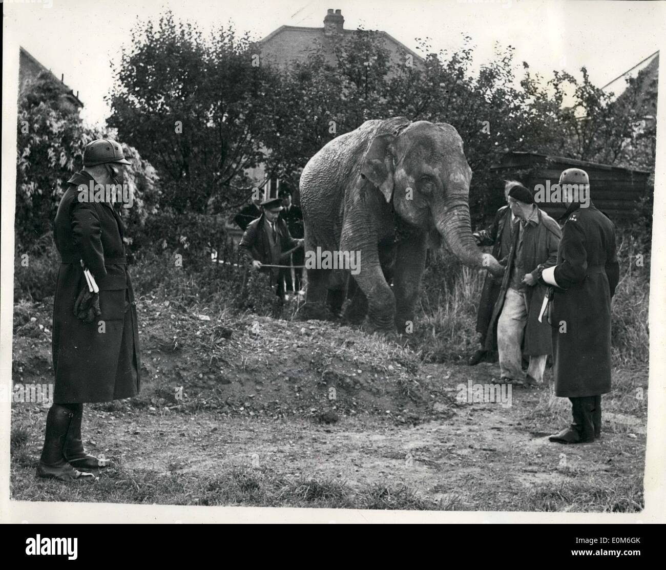 Sett. 09, 1953 - Elephant al fondo del suo giardino. Juno ama una macchia di frutta.: quando Mr.Alex Smith, un ragioniere, si svegliò nella sua casa di Smerset Avenue, Hock, Surrey, questa mattina ha potuto credere bot hie eyed - al fondo del suo giardino era una vera e propria live elephant - sgranocchiando mele. L'elefante era Juno 10 ss. femmina alta circus elephant quando è andato fuori per una passeggiata sul suo proprio quando viene preso da Chessington Zoo - lungo il bypass Kinston così a bordo di un treno a Esher - fro Brighton. Ella fu ben presto portato in linea ancora una volta. La foto mostra dopo il suo riempimento di frutta in Mr Foto Stock
