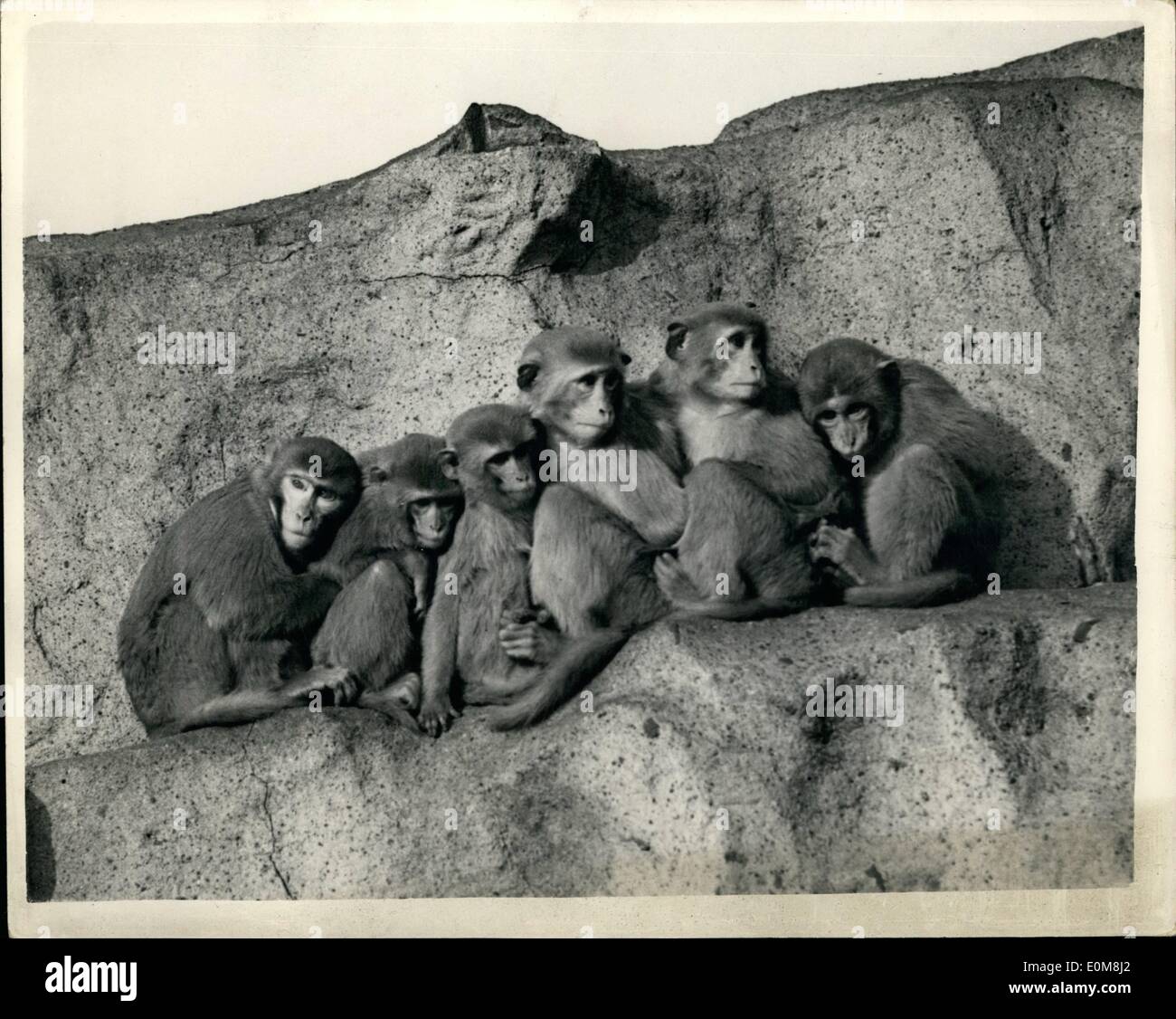 Il 12 Dic. 1953 - Dopo le scene di vacanza presso il London Zoo. Esso è potente a freddo - su che vi Hill.. La foto mostra: La scena sulla famosa collina di scimmia presso lo Zoo di Londra questa mattina - come theinmates huddle insieme per ottenere un posto di calore. Essi trovato piuttosto freddo - nonostante il sole brillante. Foto Stock