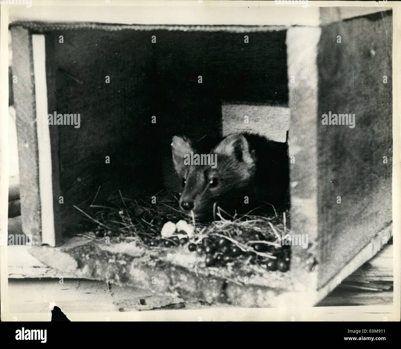 Febbraio 02, 1954 - dietro la cortina di ferro acclimatazione di sable ; dal 1949, sable, questa preziosa pelliccia, animale è stato sistematicamente introdotta su vasta scala in tutti gli opportuni terreni di caccia nel lontano oriente la taiga della Russia sovietica. Come un esperimento gli animali sono stati portati a paled in cui essi non ha mai competiva prima. chesessavtion effettuata bu gli scienziati per quattro anni ha portato alla conclusione che sables sono acclimatizing di successo e di moltiplicazione Foto Stock