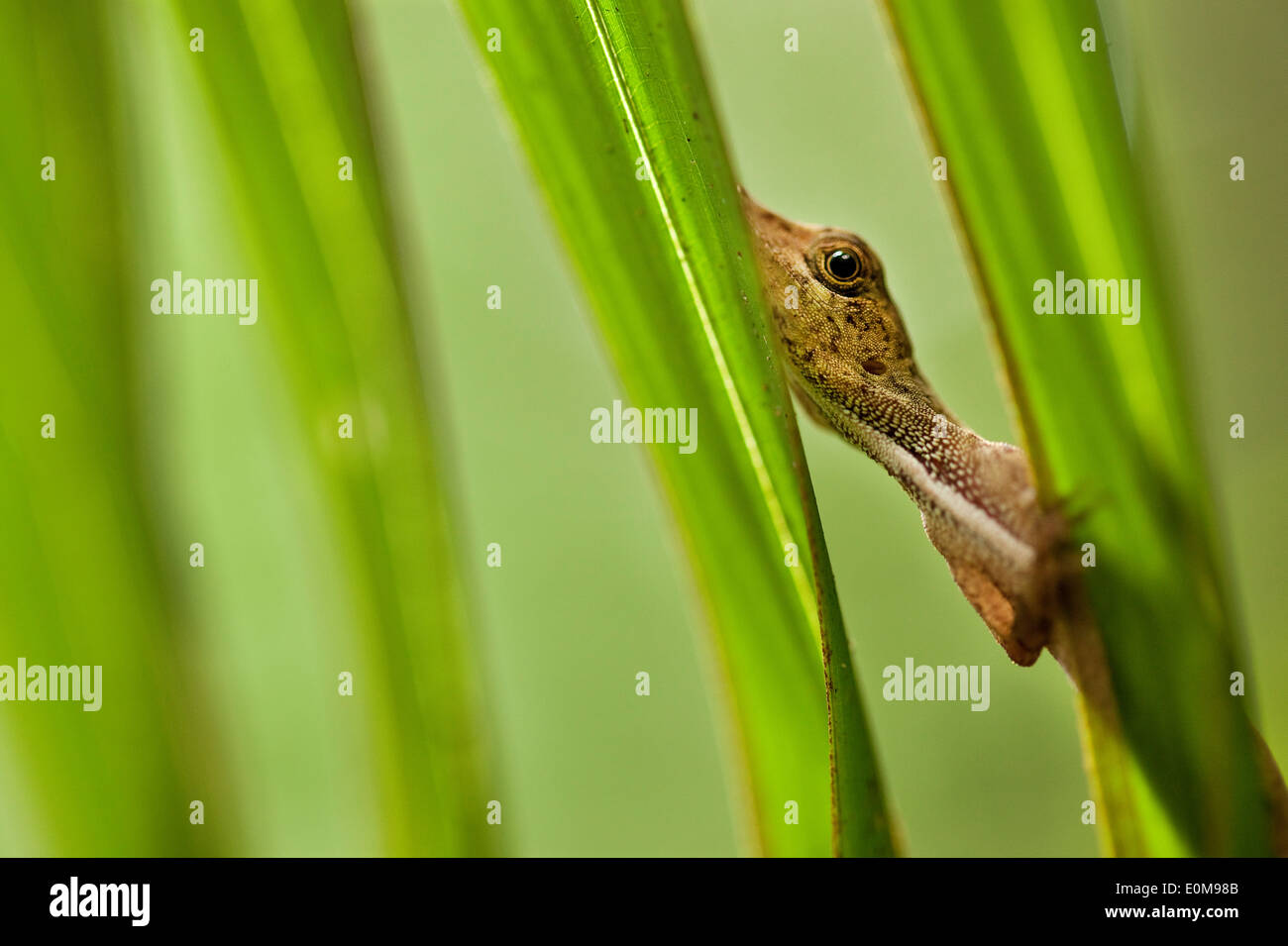 Un anole orologi il fotografo warily da dietro le fronde delle palme in Tambopata National Preserve, Perù. (Anolis sagrei) Foto Stock