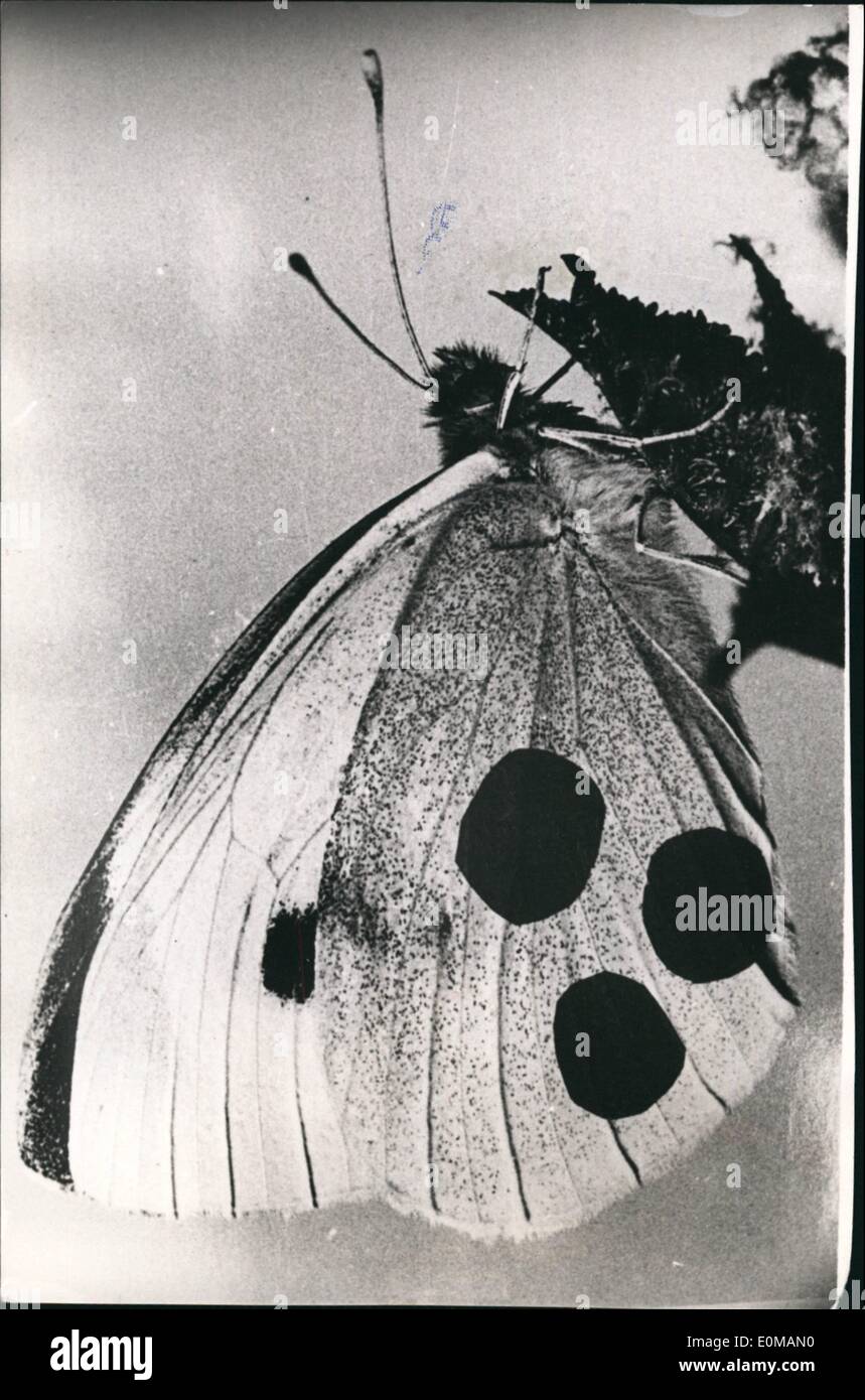 05 maggio 1954 - Questi peculiarmente contrassegnato cavolo farfalla non sono veri e propri sono realizzati dal reparto entomologica dell'Istituto Zoologico di esperienza e museo Koenig a Bonn, per mostrare la completamente sconosciuto volare via delle farfalle. Durante i prossimi giorni alcune migliaia di queste dipinta farfalle partirà da Bonn, i popoli che li troverete otterranno un prezzo e anche le spese per la spedizione. Si prega di rispondere a tutte le notizie circa il cavolo-farfalle all' Istituto Zoologico e museo Koening, dipartimento entomologica, Bonn. Foto Stock