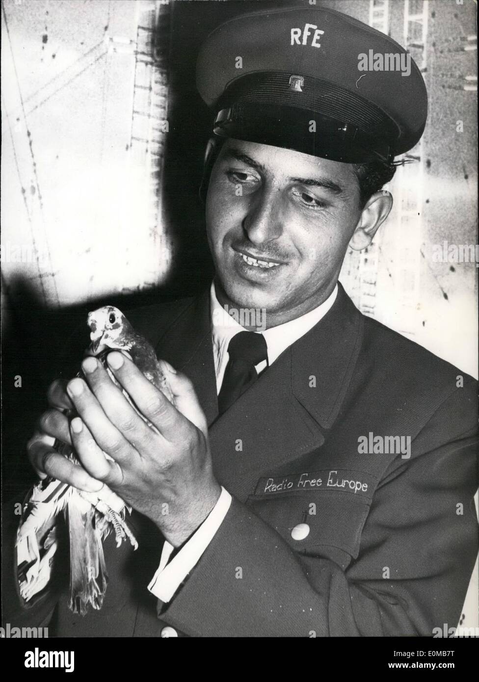 Lug. 07, 1954 - un carrier-piccione che volò per la Cecoslovacchia per errore, è tornato in Germania. A cinghiate per la gamba di un messaggio è stato riscontrato che detto: ''invocare con voi per non rallentare nella lotta contro il comunismo perché il Comunismo deve essere distrutto. La imploriamo per una rapida liberazione dal potere del Cremlino adn la costituzione degli Stati Uniti d'Europa.Il massaggio è stato indirizzato alla Radio Free Europe. q Foto Stock