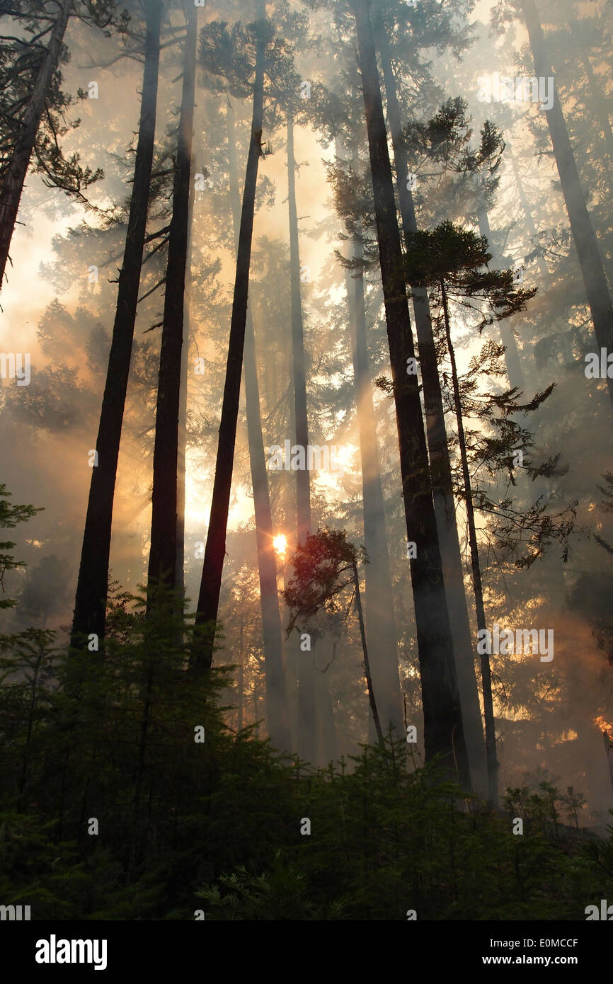 Il sole splende attraverso il fumo su un wildfire sull'Umpqua National Forest, Oregon, Stati Uniti d'America Foto Stock