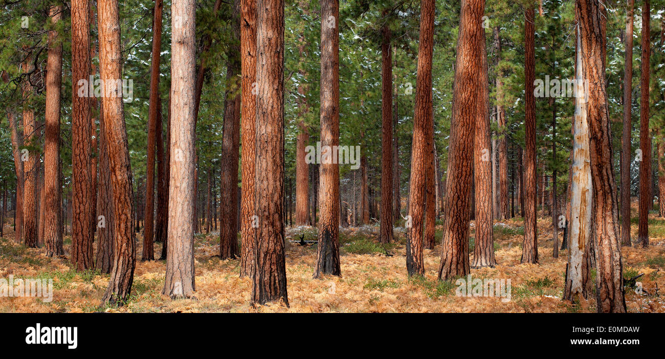 La luce del mattino risplende su di un boschetto di snow-spolverata Ponderosa Pine Trees vicino alle sorelle, Oregon, Stati Uniti d'America (Pinus ponderosa) Foto Stock