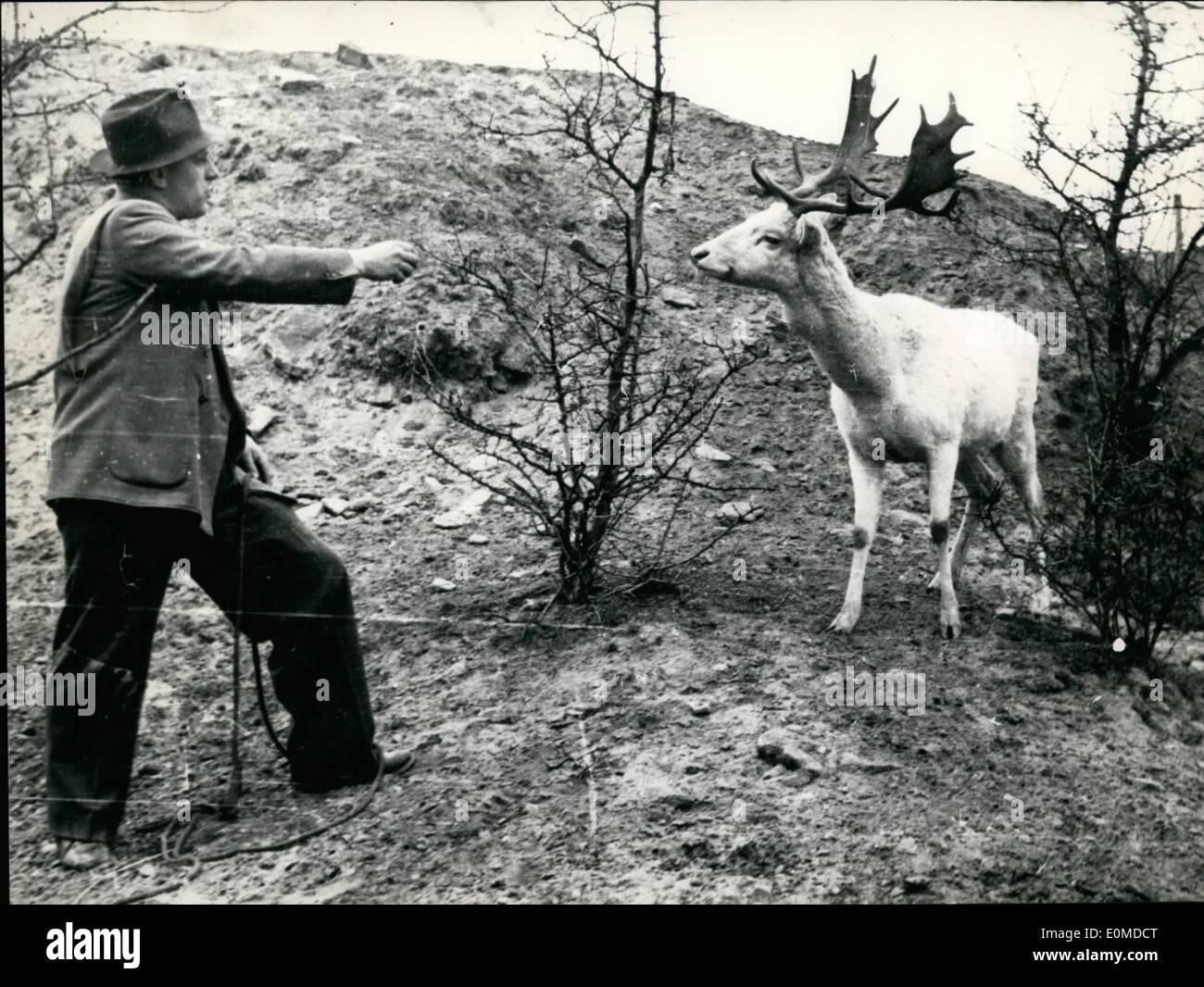 Ottobre 10, 1954 - 5 settimana a caccia di un cervo bianco: In bianco Stag di animali in Altenburg vicino a Nurnberg scappare e vissuto nella foresta vicino a Nurnberg e Furth nonostante i cacciatori che temeva per il cervo rosso. Quasi ogni giorno il proprietario delle feste di addio al celibato potrebbe avvicinarsi fino a due metri per l'animale offrendogli un luogo di pane. A dispetto di tutti i mezzi non era possibile ottenere :"Hansi''. Ora che ha catturato stesso eseguendo in un cancello aperto di una fattoria dove era possibile farlo. Che è stata la sua fortuna per un il giorno stesso le è stato concesso il permesso di ucciderlo. Foto Stock