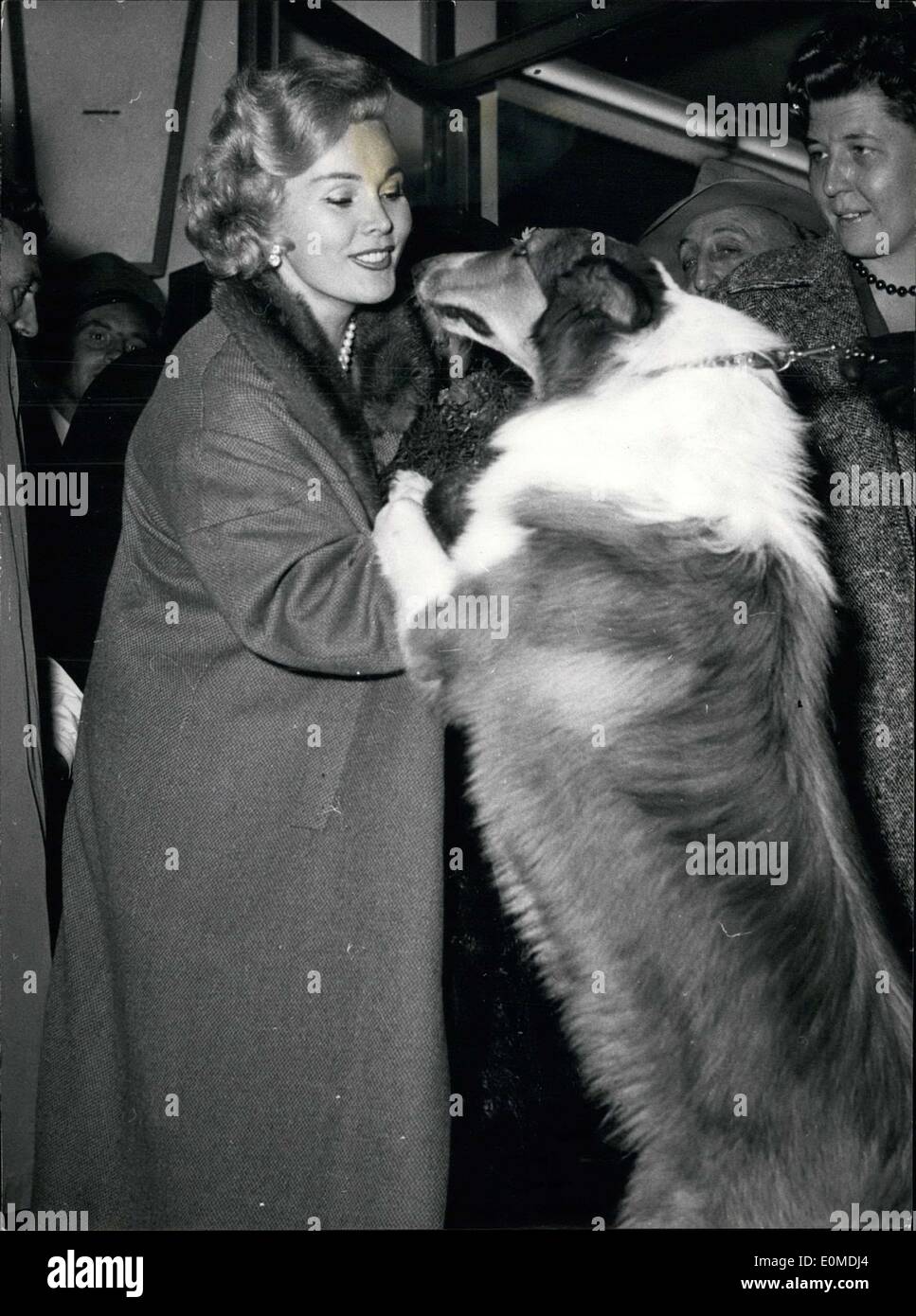 Sett. 11, 1954 - American Film Star Zsa Zsa Gabor dimostrato se stessa come un grande amico degli animali quando ella senza paura ha giocato con questo Foto Stock