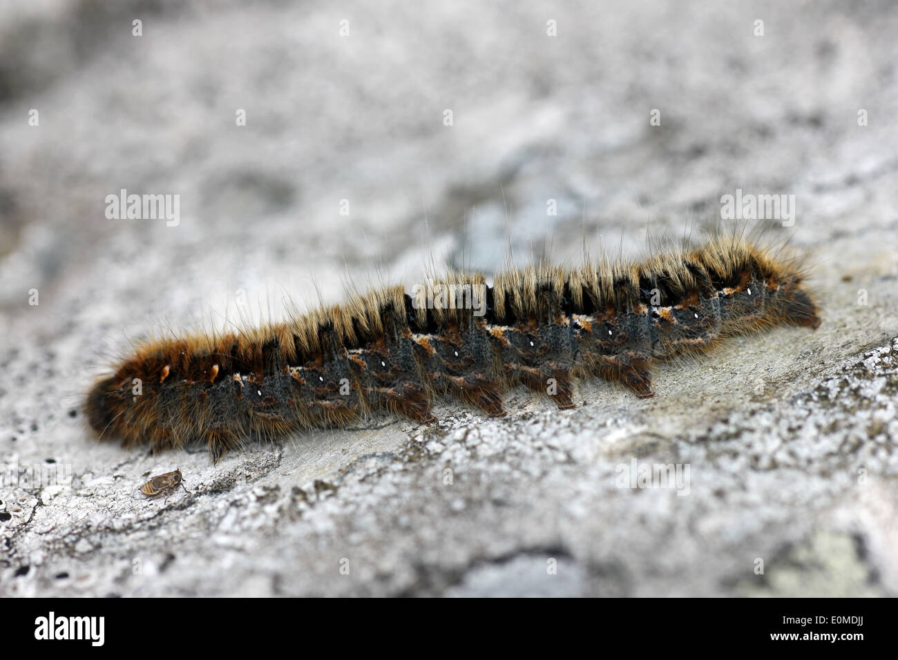 Oak Eggar Moth Caterpillar Lasiocampa quercus sul muro di pietra Foto Stock