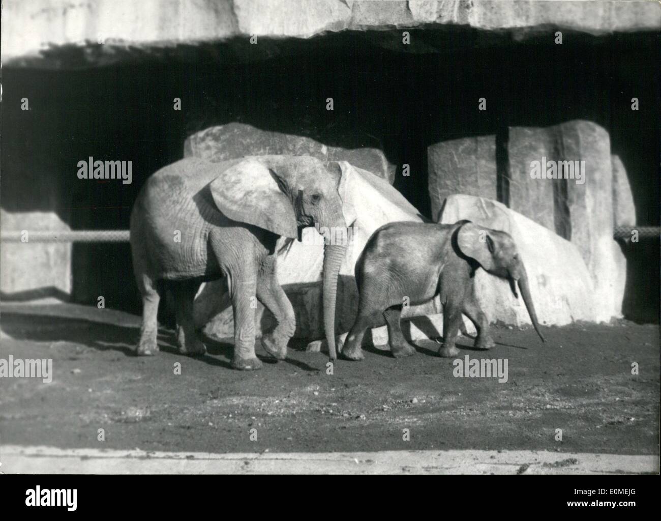 Febbraio 02, 1955 - Nuovo detenuti Nato a Parigi Zoo: un giovane elefante prende una gita con sua madre nel caldo sole a Vincennes Zoo, Parigi, questo pomeriggio. Foto Stock
