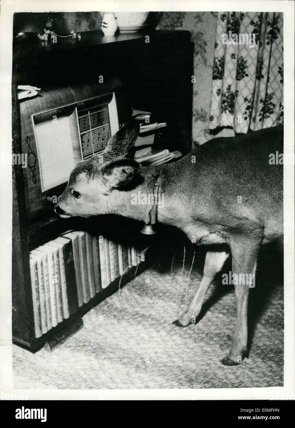 Dic. 18, 1954 - ''Bambi'' si fa a casa in una casa:''Bambi'', un giovane cervo che è stato lasciato da sua madre in autunno è Foto Stock