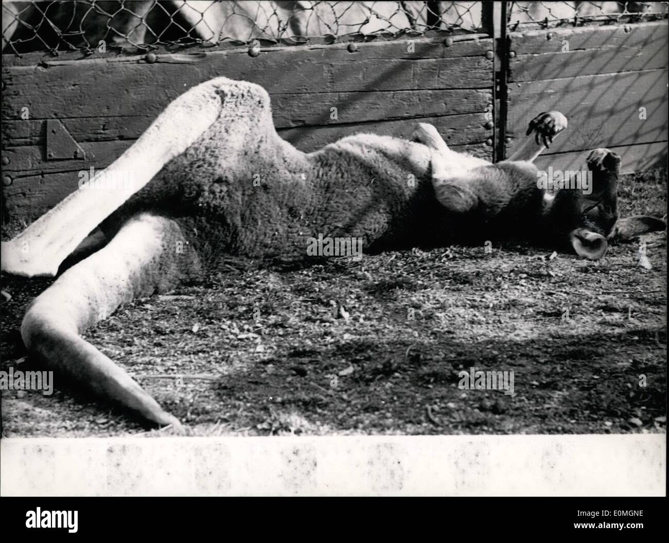Apr. 04, 1955 - Un canguro stabilite nel sole e non si cura delle persone che visitano lo zoo. Pict Foto Stock