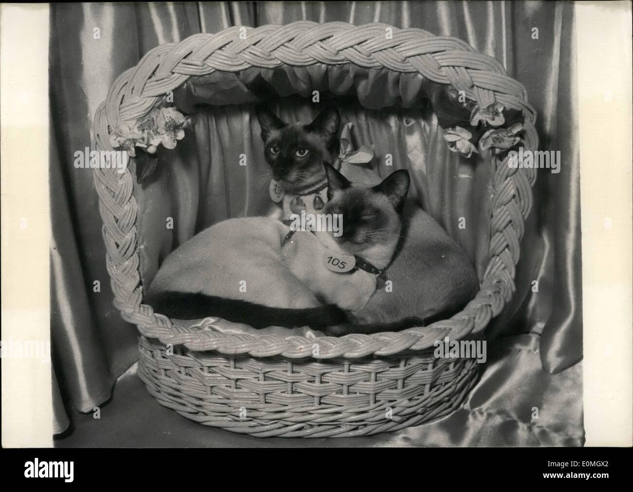 Maggio 05, 1955 - Cat mostra apre In: due giovani Siamese., otto e dieci mesi, visto presso il gatto mostrano ora che si terrà presso la Salle Wagram, Parigi. Foto Stock