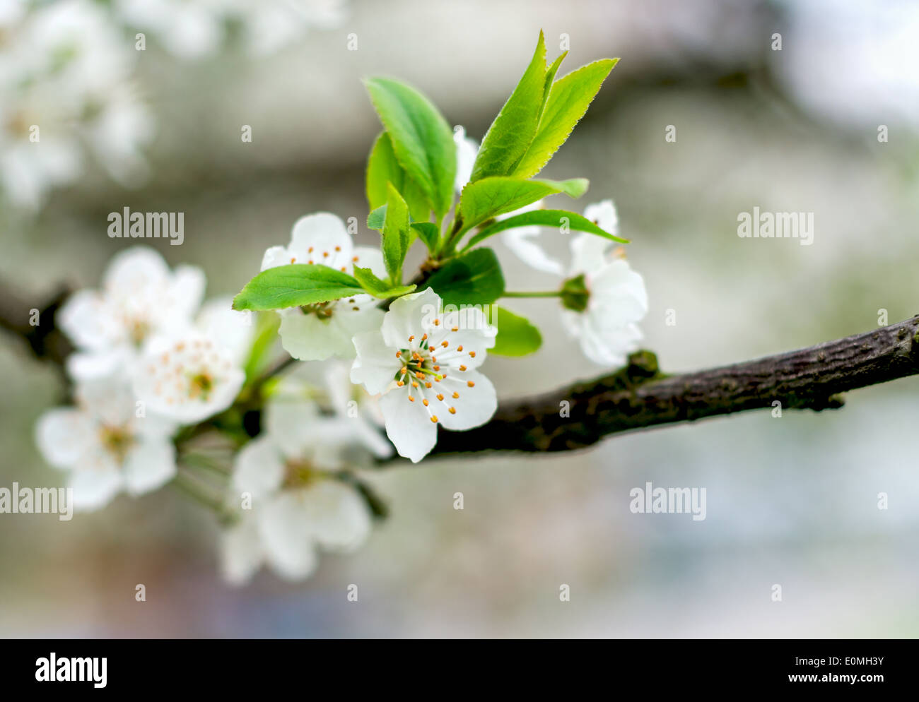 Ciliegio fiore bianco fiore in natura Foto Stock