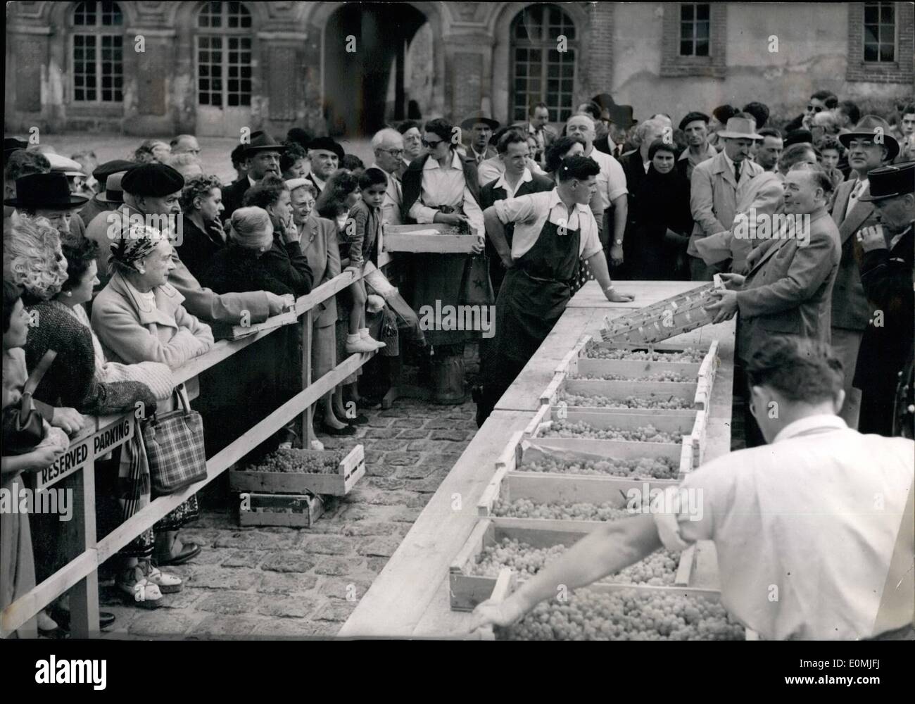 Sett. 09, 1955 - Fontainebleau uva venduta all'asta: una scena della vendita all'asta del Fonta in Bleaue uve coltivate nella famosa ''Re vine Yard''. Questo tipo di vendita è che si tiene ogni anno nel mese di settembre. Foto Stock