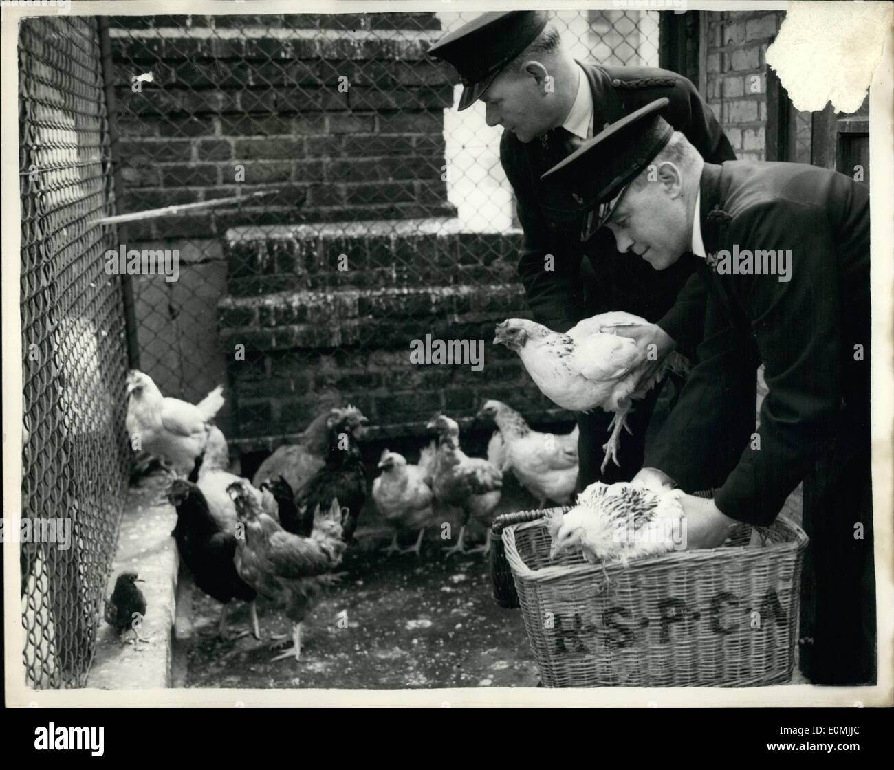 Giugno 06, 1955 - Galli e galline vengono visualizzati nel caso in cui al Guildhall corte.: un uomo è stato addebitato al Guildhall questa mattina con il convogliamento 13 uccelli in modo da causare sofferenza. Uno è morto e dodici sono stati messi nella cura dell'R.S.P.C.A. L'uomo è stato apprenhended con gli uccelli in sacchi in una ripresa rottura in houndsditch, ieri pomeriggio.: mostra fotografica R.S.P.C.A. ispettori, W. Jones e G. Goodes, visto ponendo gli uccelli in cesti, all'R.S.P.C.A. Sede centrale, Jermyn Street, questa mattina per convogliare al Guildhall corte questa mattina. Foto Stock