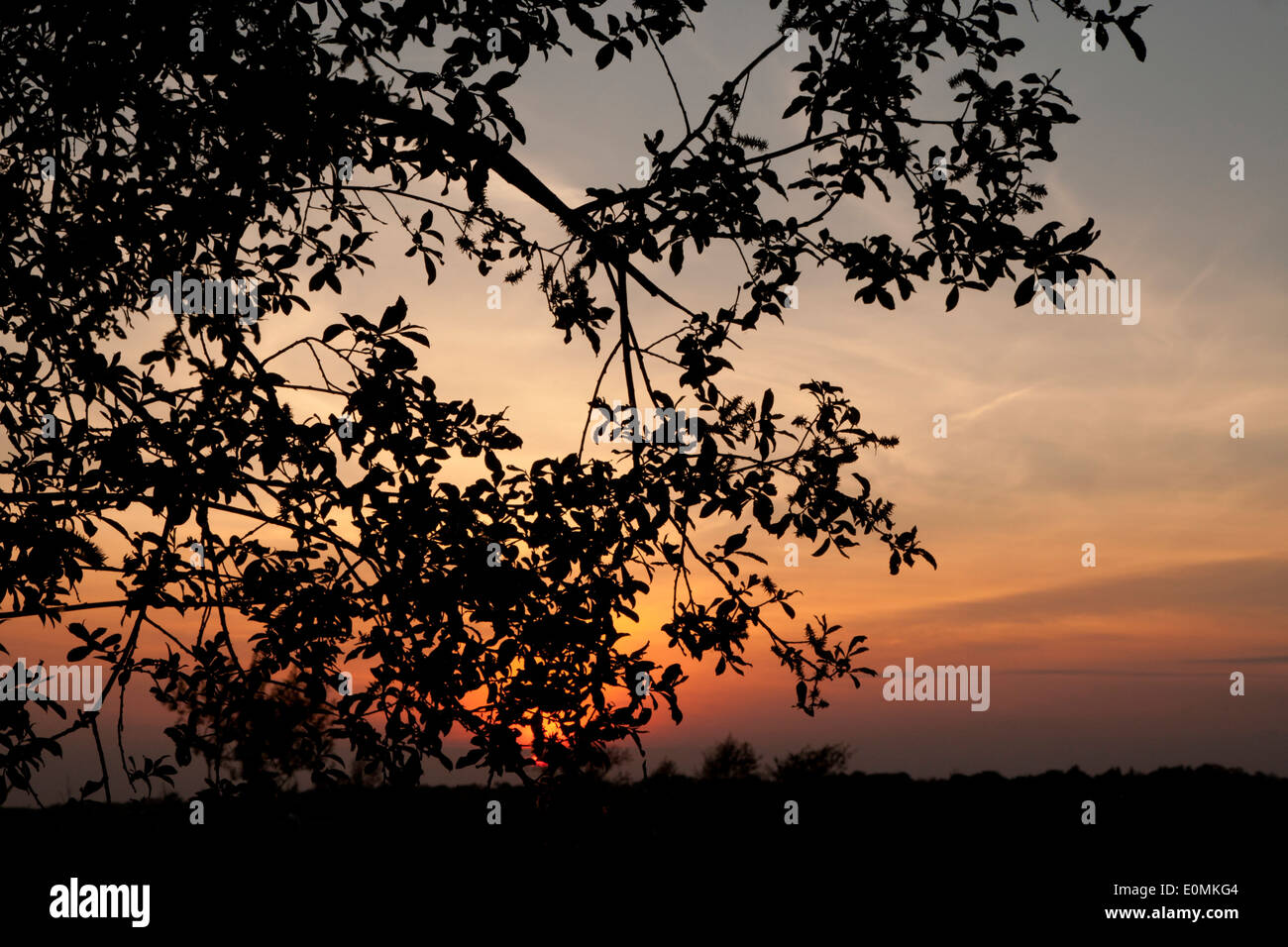 Tramonto con un albero di silhouette, Suffolk, Regno Unito. Foto Stock