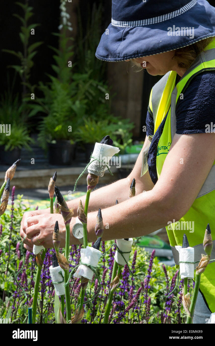 Londra, Regno Unito. 16 maggio 2014. Un giardiniere avvolge delicatamente le gemme di "Black Swan' iridi in modo che esse non fiore all inizio. I preparativi sono a buon punto per l'inizio del Chelsea Flower Show 2014 la prossima settimana. Foto: Nick Savage/Alamy Live News Foto Stock