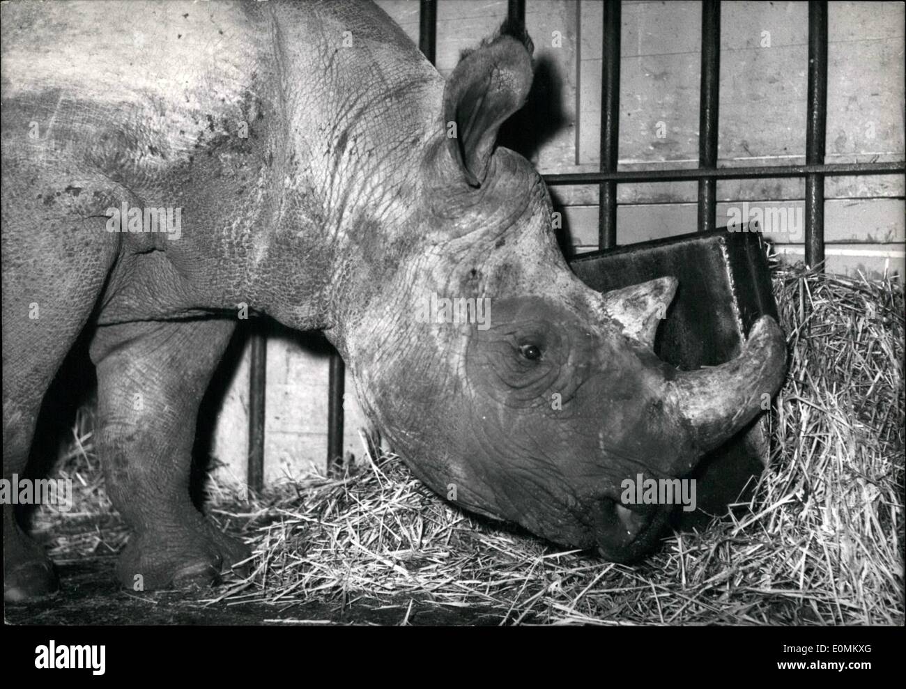 Ottobre 10, 1955 - Due-cornuto rhino per Parigi Circus. Un maschio di due-corno di rinoceronte fotografato nella sua gabbia al Cirque d'Hiver, il grande circo di Parigi dove il Sig. Rhino è di essere il nuovo e di grande attrazione per la riapertura del programma. Ott. 10/55 Foto Stock
