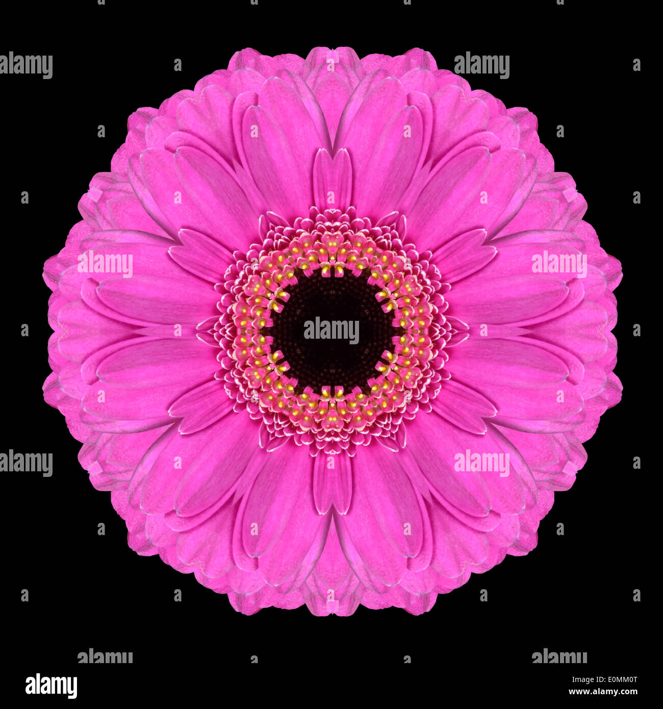 Viola Mandala di Gerbera fiore. Design caleidoscopica isolati su sfondo nero Foto Stock