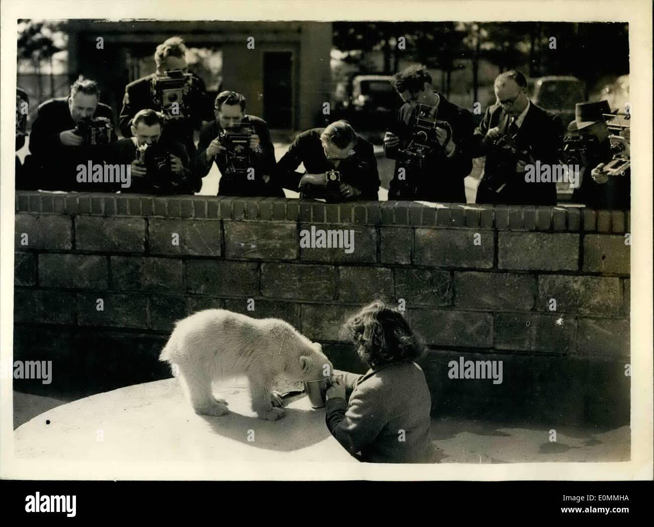 Mar 03, 1956 - Nuovo baby orso a frusta ombra Zoo. La foto mostra i fotografi si riuniscono intorno a scattare foto di ''Spitfire" - 14 settimane vecchio baby orso a Whipsnade Zoo - ieri. Egli deve essere maneggiato con cura - nonostante la sua gioventù - egli è piuttosto un 'spitfire' Foto Stock