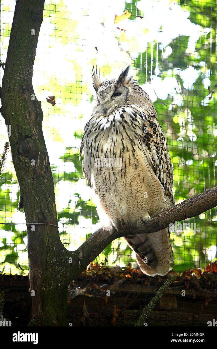 Gufo reale in un parco dei cervi Foto Stock