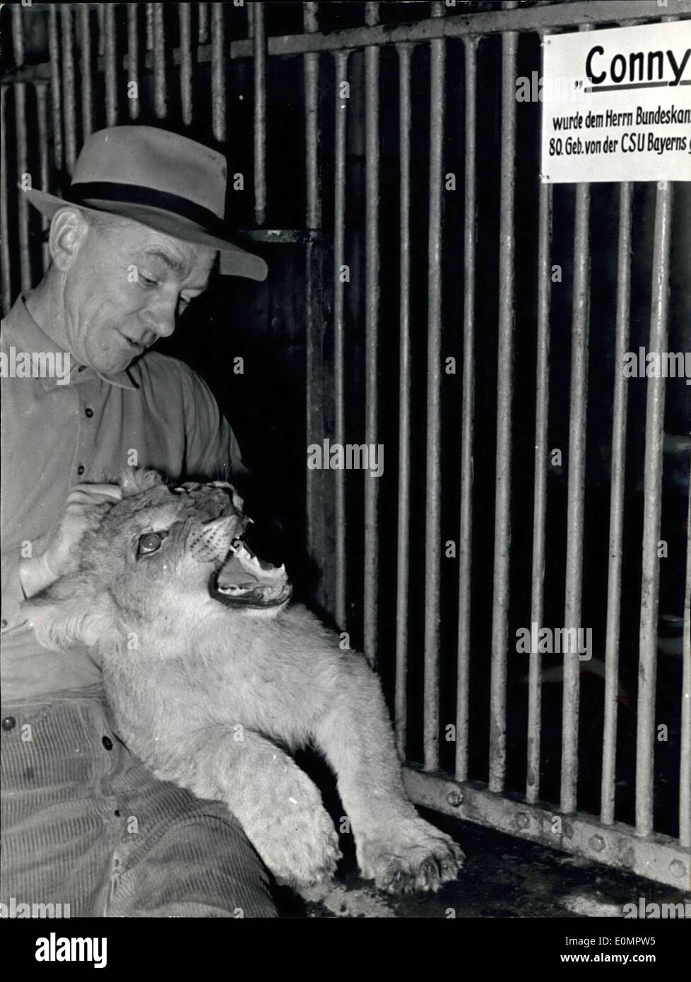 Febbraio 23, 1956 - Ora è ''Conny" allo Zoo di Colonia.: il piccolo leone ''Conny'' che la CSU-aprty dalla Baviera giv sul compleanno del Bundeskanzler Dr. Adenauer è ora cha allo Zoo di Colonia. Il tempo allo Zoo ''Conny'' ama di più la zappa la vita nella casa del Bundeskanzler. Foto Stock