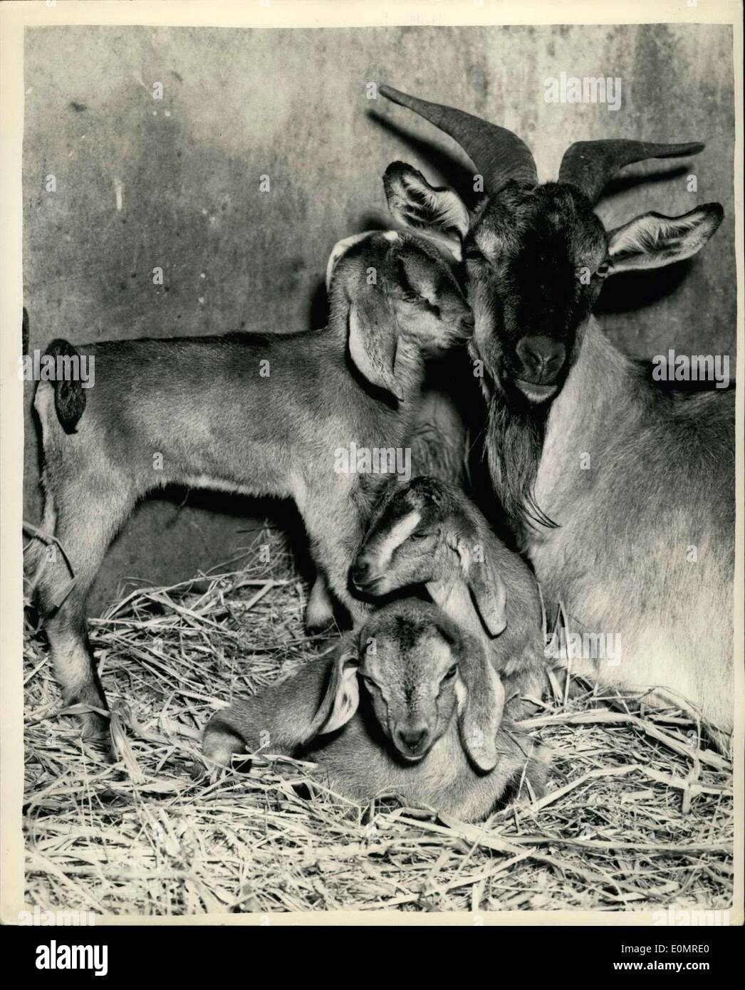 Giugno 05, 1956 - triplette di capra allo zoo: foto mostra la situazione odierna in lo zoo di animali domestici angolo presso il London Zoo, di Ingrid, un Foto Stock