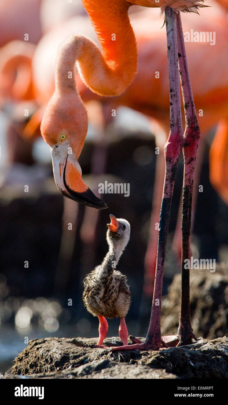 Carribean flamingo alimentando un pulcino, Rio Maximo Riserva, Cuba (Phoenicopterus ruber) Foto Stock