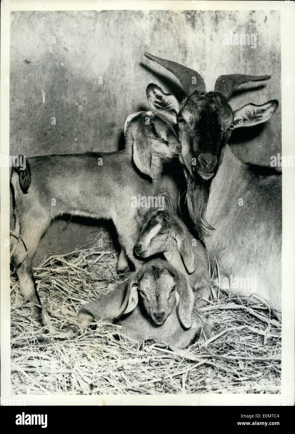 Giugno 06, 1956 - triplette di capra allo zoo. La foto mostra la situazione odierna in lo zoo di animali domestici angolo presso il London Zoo, di Ingrid, un Foto Stock