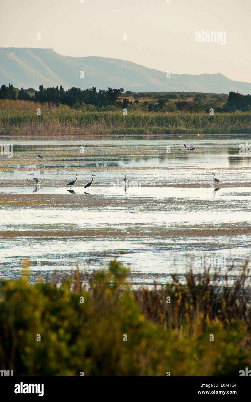 Aironi in acqua della riserva naturale di Vendicari nel sud-est della Sicilia con riflessione ad albero Foto Stock