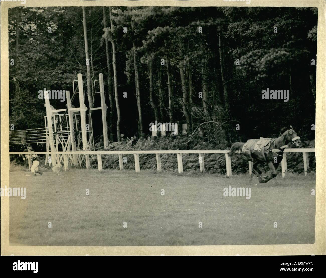 07 luglio 1956 - il Cavallo delle meraviglie italiano vince la più ricca gara della stagione britannica ad Ascot: Ribot, il ''cavallo da meraviglia'' italiano, il cui valore vendibile non è molto breve di 300,000, ha vinto il re Giorgio VI e la regina Elisabetta, la gara più ricca della stagione, con un premio di 26,150, oggi ad Ascot. Foto mostra: Todrai, il cavallo belga che si imbullonava lungo il corso dopo aver gettato il suo fantino Vandendriessche prima dell'inizio della gara. Fu finalmente catturato e finito terzo dopo che finalmente fu catturato e finito terzo dopo che aveva già corso il corso. Foto Stock