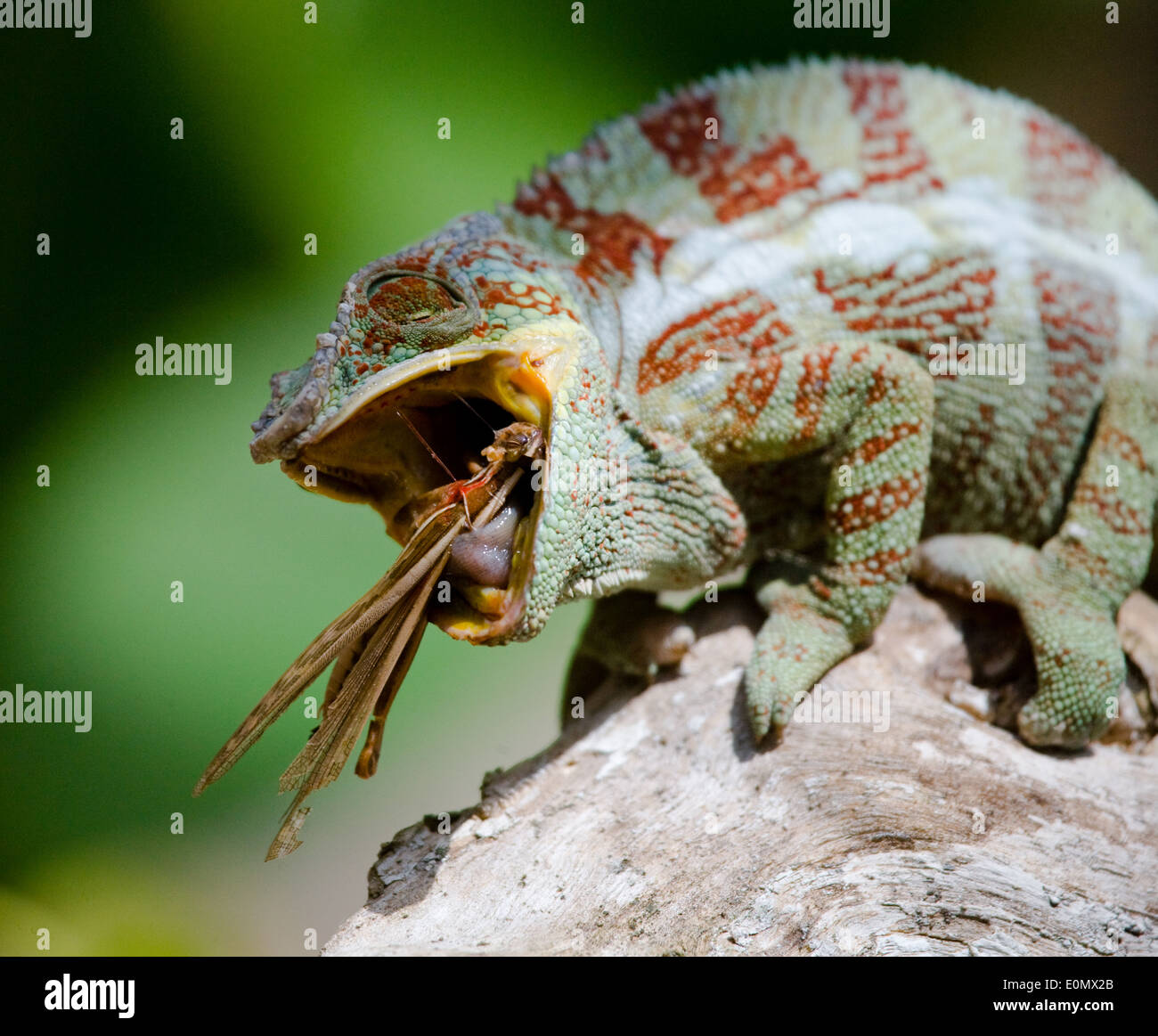 Chameleon mangiando un grig (insetto), Madagascar (Chamaeleonidae), (Cyphoderris) Foto Stock