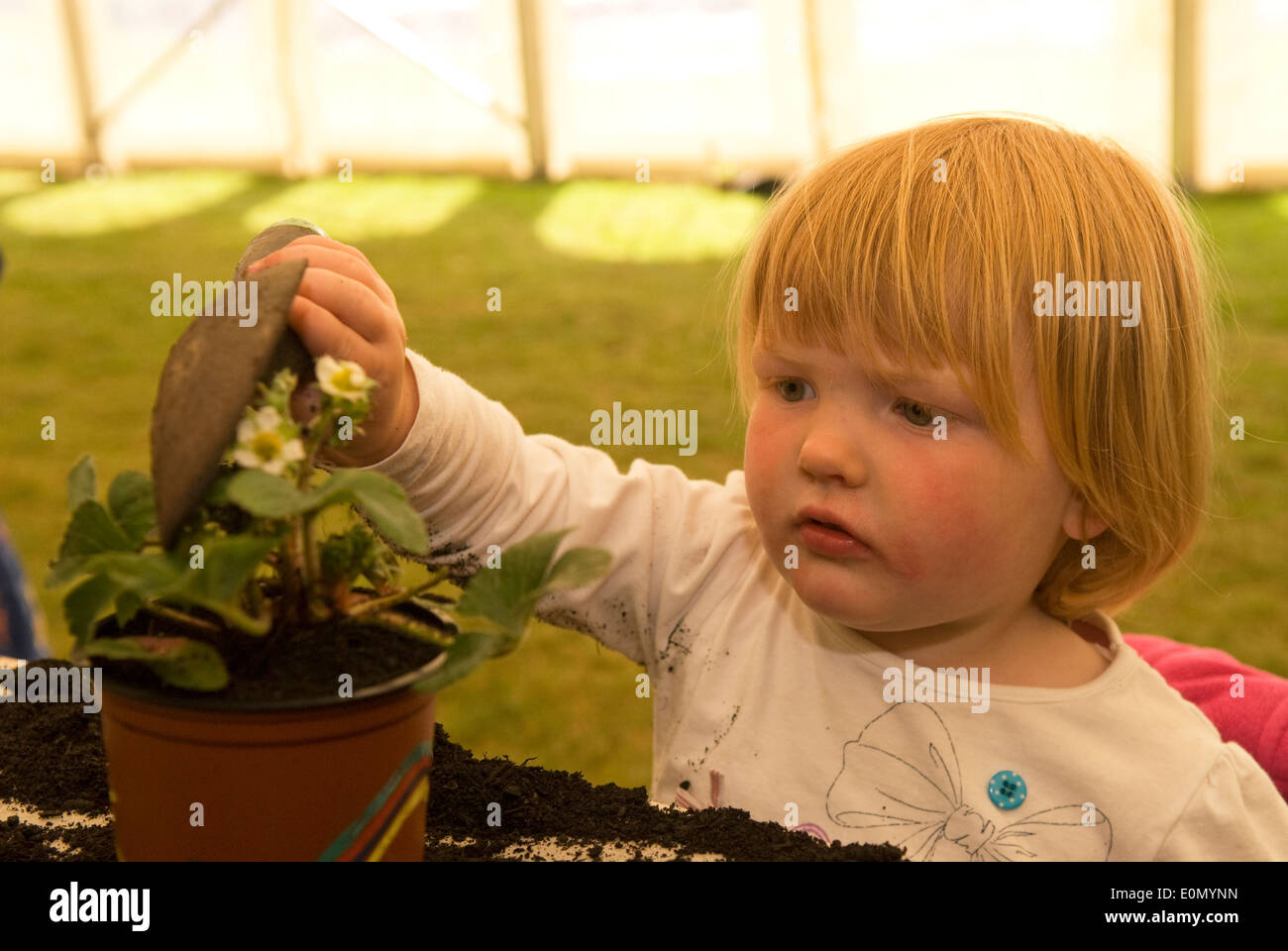 2 anno vecchia ragazza potting un impianto di fragole a crescere per questo evento, un'attività all'aperto e del giardinaggio giorno per sotto 11s Foto Stock