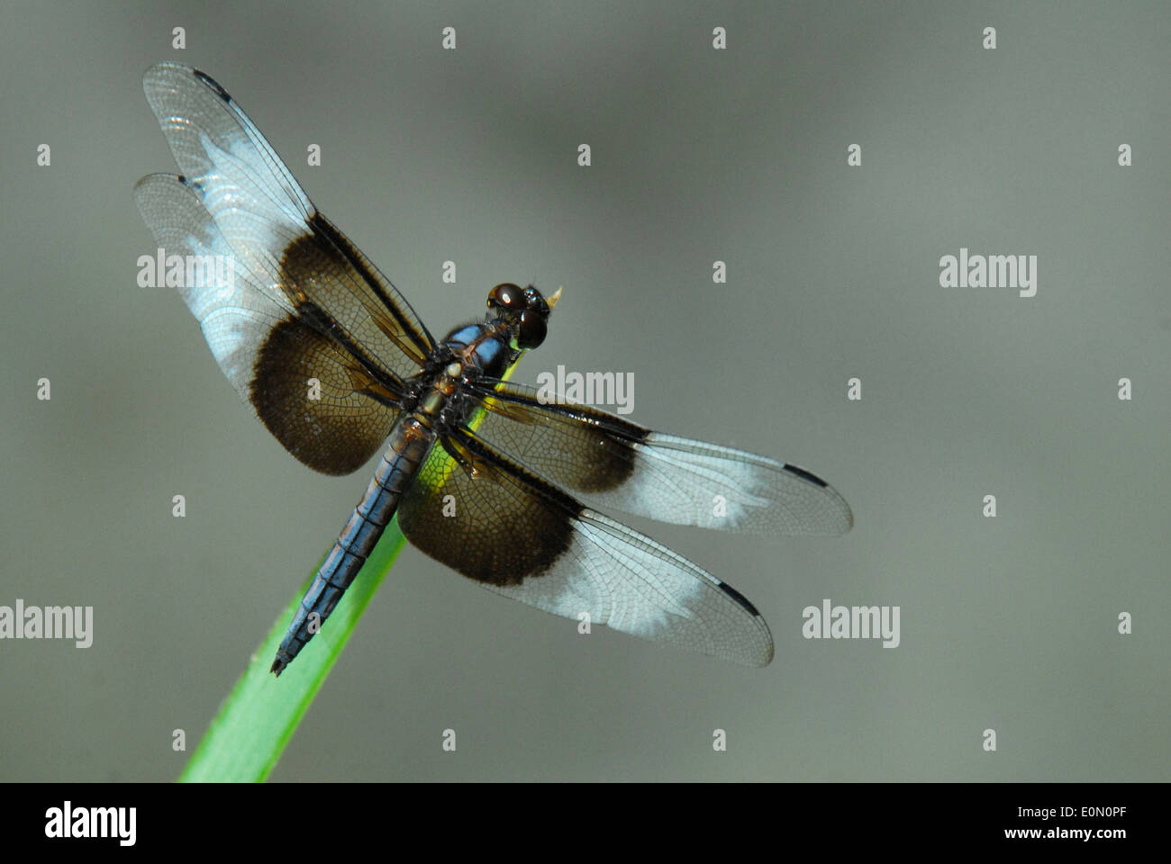 Vedova Dragonfly skimmer sulla lama per erba. Foto Stock