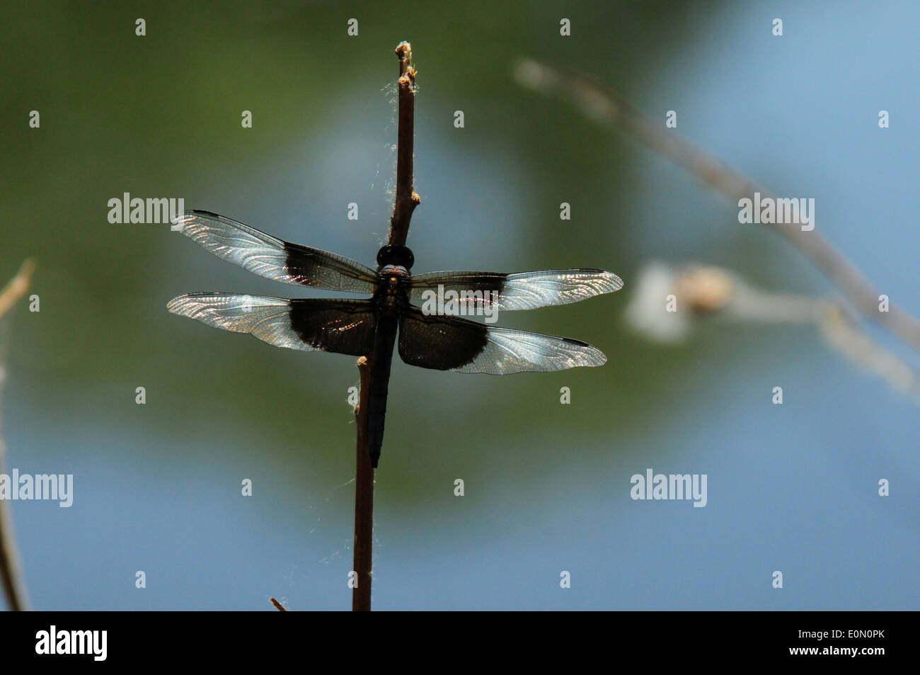 Vedova Skimmer Dragonfly visto in appoggio su un bastone, Foto Stock
