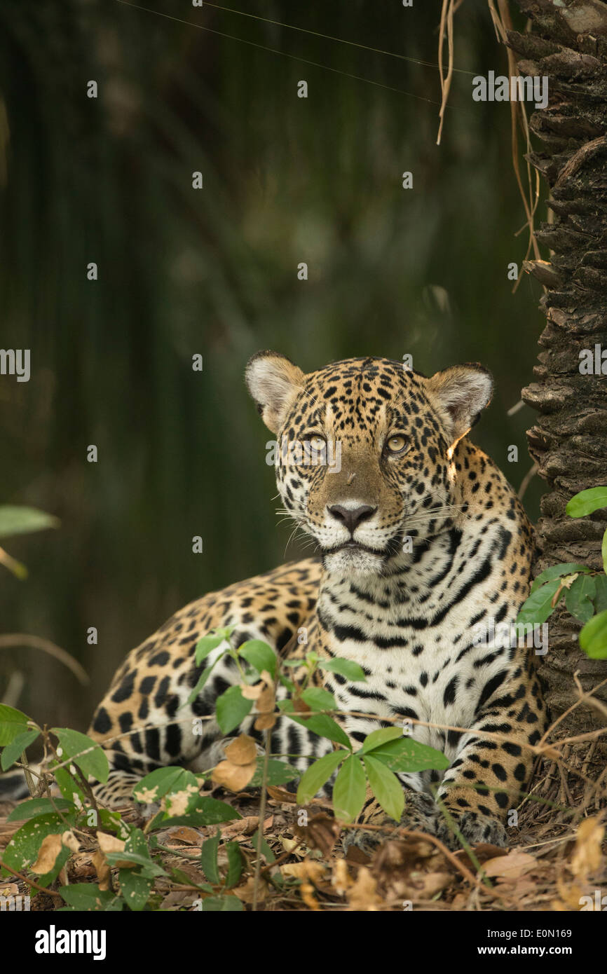 Jaguar lungo il fiume, Pantanal, Brasile, Sud America (Panthera onca) Foto Stock