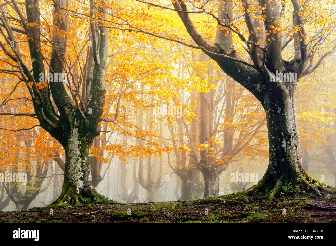 Foresta magica in autunno vith colori vividi Foto Stock