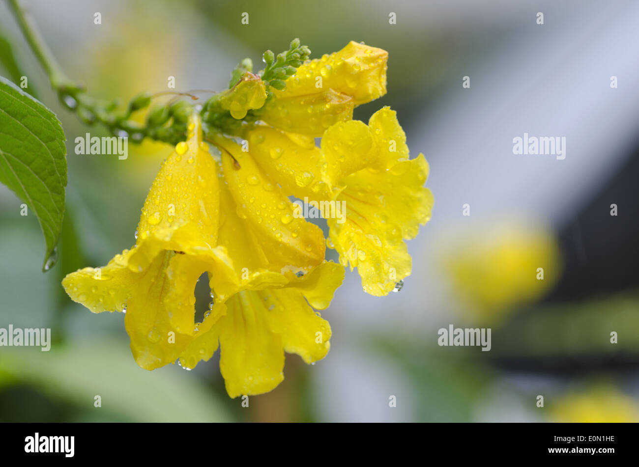 Fiore giallo, Dolichandra unguis-cati, Punakha distretto, Bhutan Foto Stock