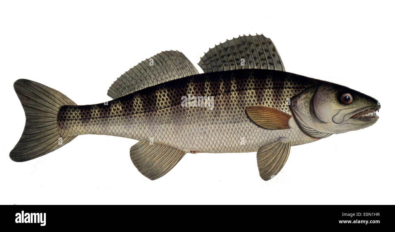 Sander lucioperca, comunemente noto come il pikeperch europeo, è un pesce predatore che si trova nei laghi e nei fiumi d'acqua dolce in tutta Europa e in Asia. Ha un corpo lungo e sottile con denti affilati ed è noto per la sua agilità nella caccia di pesci e invertebrati più piccoli. Foto Stock
