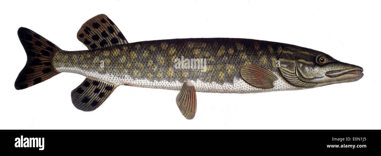 L'Esox lucius, comunemente noto come luccio settentrionale, è un pesce predatore presente in Nord America, Europa e Asia. È riconosciuto per il suo corpo lungo e sottile e per i denti affilati, che utilizza per catturare le prede. Foto Stock